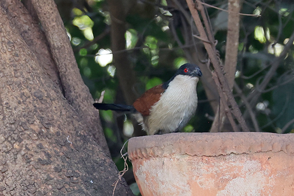 Senegal Cougal